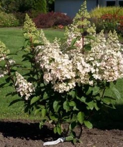 NO WARRANTY Candelabra™ Hydrangea Shrub 7 NO WARRANTY Candelabra™ Hydrangea Shrub