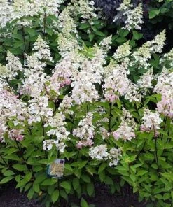 NO WARRANTY Candelabra™ Hydrangea Shrub 8 NO WARRANTY Candelabra™ Hydrangea Shrub