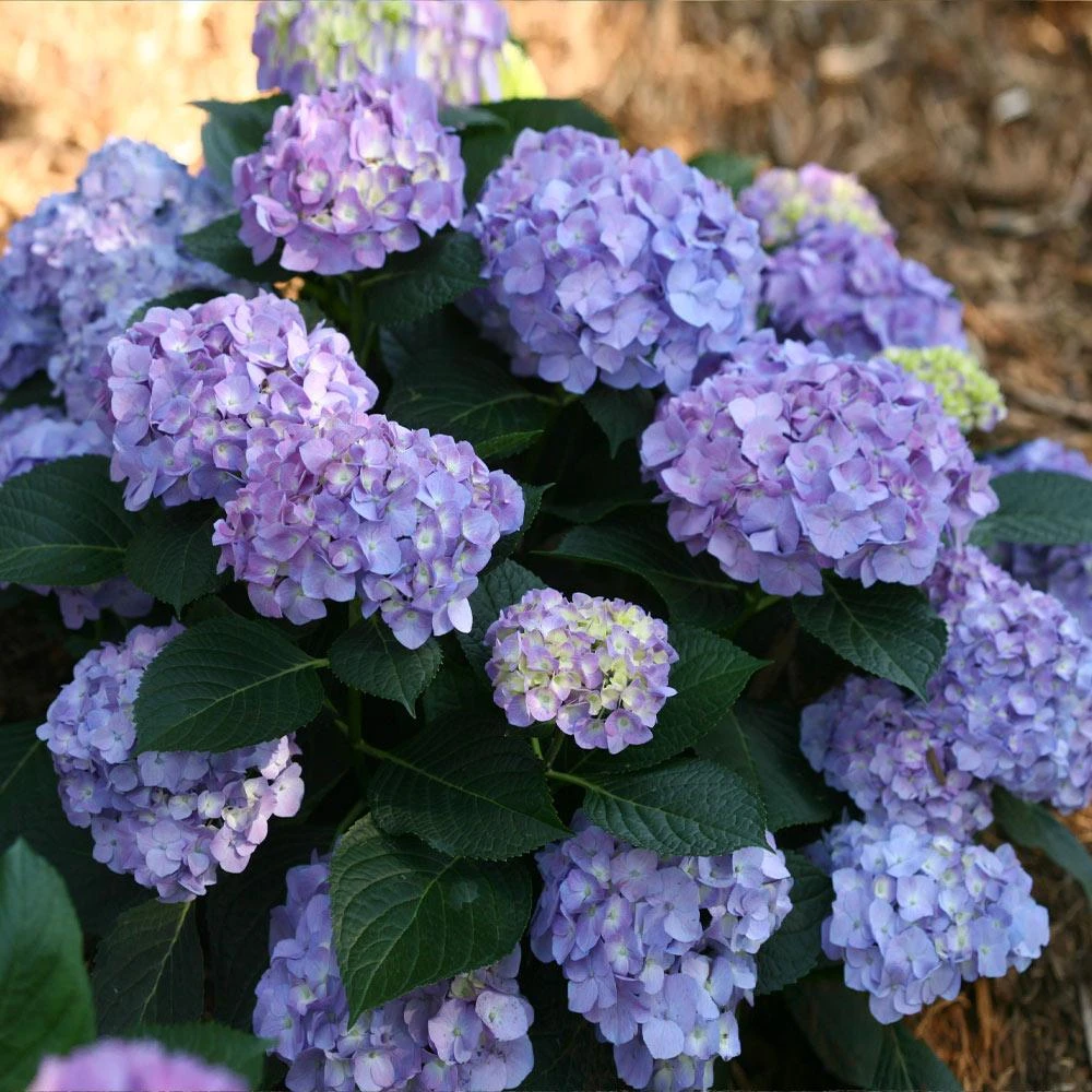 Brighter Blooms Let's Dance® Blue Jangles Hydrangea Shrub Shrubs & Hedges 2 Brighter Blooms Let's Dance® Blue Jangles Hydrangea Shrub Shrubs & Hedges