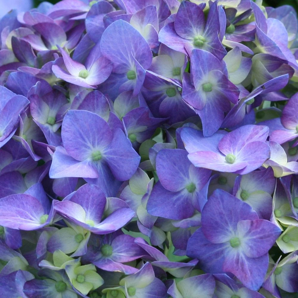 Brighter Blooms Let's Dance® Blue Jangles Hydrangea Shrub Shrubs & Hedges 3 Brighter Blooms Let's Dance® Blue Jangles Hydrangea Shrub Shrubs & Hedges