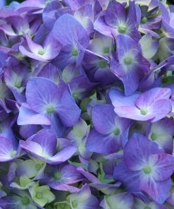 NO WARRANTY Let's Dance Blue Jangles Hydrangea Shrub 7 NO WARRANTY Let's Dance Blue Jangles Hydrangea Shrub