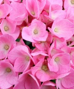 Brighter Blooms Let's Dance® Blue Jangles Hydrangea Shrub Shrubs & Hedges 8 Brighter Blooms Let's Dance® Blue Jangles Hydrangea Shrub Shrubs & Hedges