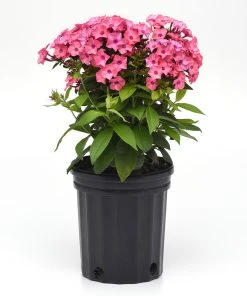 Brighter Blooms Super Ka-Pow™ Coral Phlox Perennials 5 Brighter Blooms Super Ka-Pow™ Coral Phlox Perennials