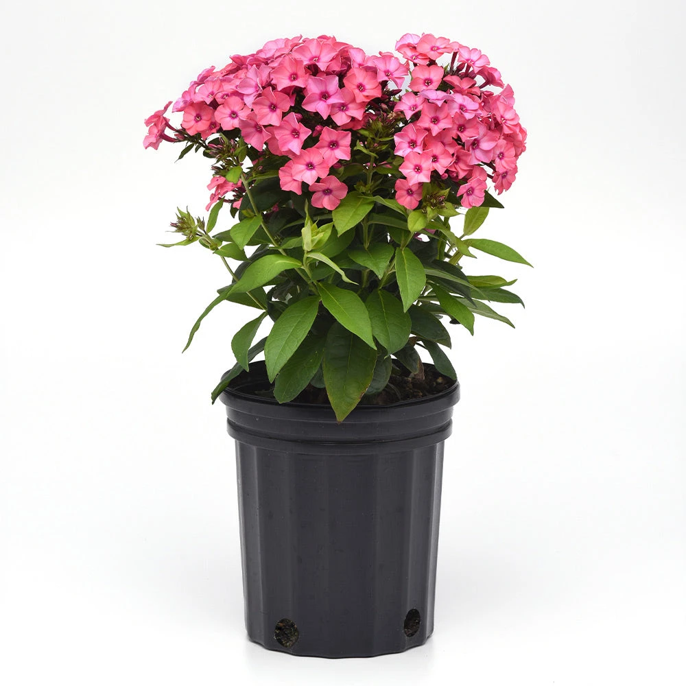 Brighter Blooms Super Ka-Pow™ Coral Phlox Perennials 3 Brighter Blooms Super Ka-Pow™ Coral Phlox Perennials
