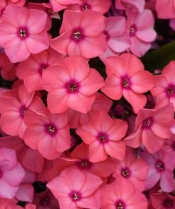 Brighter Blooms Super Ka-Powâ„¢ Coral Phlox Perennials