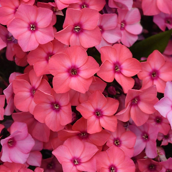 Brighter Blooms Super Ka-Pow™ Coral Phlox Perennials 1 Brighter Blooms Super Ka-Pow™ Coral Phlox Perennials