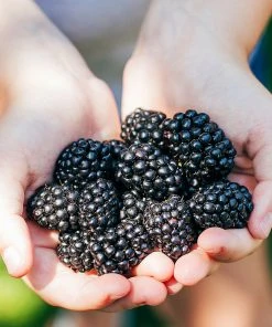 Brighter Blooms Kiowa Blackberry Bush 7 Brighter Blooms Kiowa Blackberry Bush
