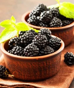 Brighter Blooms Kiowa Blackberry Bush 6 Brighter Blooms Kiowa Blackberry Bush