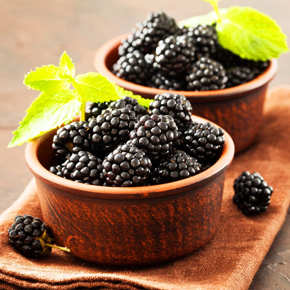 Brighter Blooms Kiowa Blackberry Bush 3 Brighter Blooms Kiowa Blackberry Bush