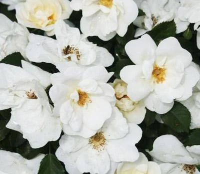 Brighter Blooms White Knock Out® Rose Shrubs & Hedges 2 Brighter Blooms White Knock Out® Rose Shrubs & Hedges