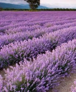 Brighter Blooms Phenomenal Lavender Plant