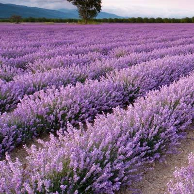 Brighter Blooms Phenomenal Lavender Plant 2 Brighter Blooms Phenomenal Lavender Plant