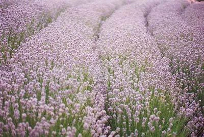 Brighter Blooms Ellagance Pink Lavender Plant 2 Brighter Blooms Ellagance Pink Lavender Plant