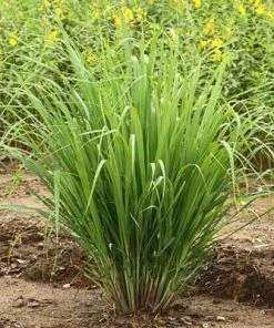 Brighter Blooms Lemon Grass Ornamental Grasses