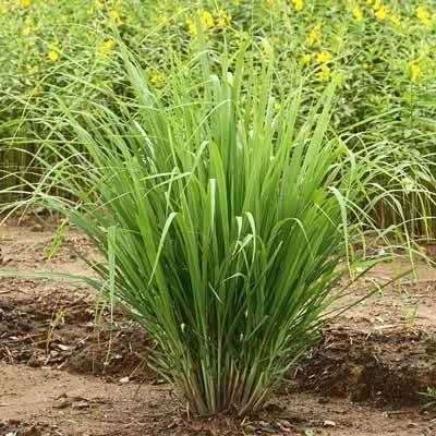 Brighter Blooms Lemon Grass Ornamental Grasses 2 Brighter Blooms Lemon Grass Ornamental Grasses