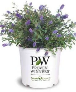 Brighter Blooms Lo And Behold Bluechip Butterfly Bush SHOP ALL 9 Brighter Blooms Lo And Behold Bluechip Butterfly Bush SHOP ALL