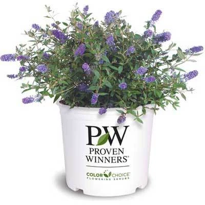 Brighter Blooms Lo And Behold Bluechip Butterfly Bush SHOP ALL 4 Brighter Blooms Lo And Behold Bluechip Butterfly Bush SHOP ALL