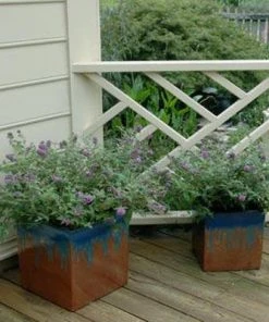 Brighter Blooms Lo And Behold Bluechip Butterfly Bush SHOP ALL 11 Brighter Blooms Lo And Behold Bluechip Butterfly Bush SHOP ALL