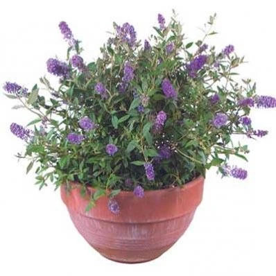 Brighter Blooms Lo And Behold Bluechip Butterfly Bush SHOP ALL 3 Brighter Blooms Lo And Behold Bluechip Butterfly Bush SHOP ALL