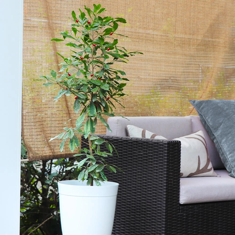 Brighter Blooms Fruit Trees Miracle Berry Plant 4 Brighter Blooms Fruit Trees Miracle Berry Plant