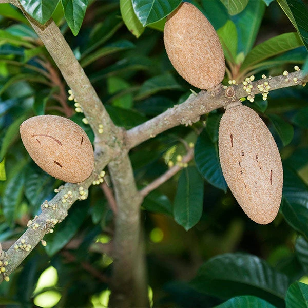 Brighter Blooms Fruit Trees Mamey Fruit Tree (Sapote) 1 Brighter Blooms Fruit Trees Mamey Fruit Tree (Sapote)