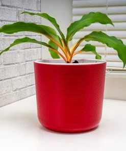 Brighter Blooms Rare House Plant Kit House & Patio 12 Brighter Blooms Rare House Plant Kit House & Patio