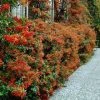Brighter Blooms Pyracantha Mohave Shrub Evergreen & Privacy