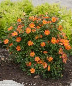 Brighter Blooms Oso Easy'® Hot Paprika Rose Roses 9 Brighter Blooms Oso Easy'® Hot Paprika Rose Roses