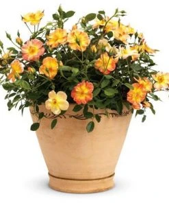 Brighter Blooms Oso Easy'® Hot Paprika Rose Roses 10 Brighter Blooms Oso Easy'® Hot Paprika Rose Roses