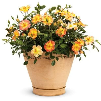 Brighter Blooms Oso Easy'® Hot Paprika Rose Roses 5 Brighter Blooms Oso Easy'® Hot Paprika Rose Roses