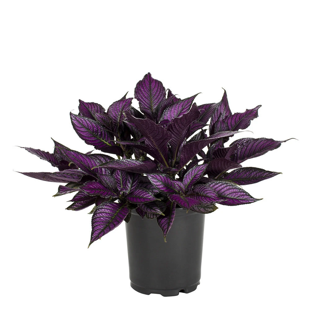 No Warranty Persian Shield 2 No Warranty Persian Shield