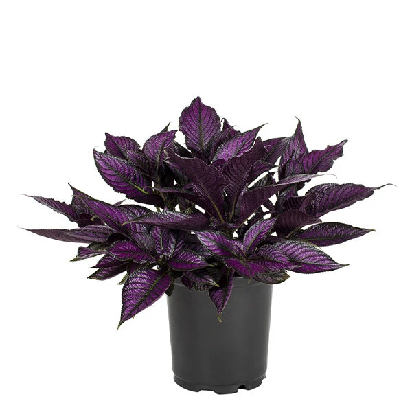 No Warranty Persian Shield 1 No Warranty Persian Shield