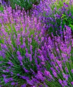 Brighter Blooms Phenomenal Lavender Plant 6 Brighter Blooms Phenomenal Lavender Plant