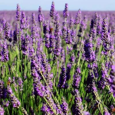 Brighter Blooms Phenomenal Lavender Plant 4 Brighter Blooms Phenomenal Lavender Plant