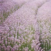 Brighter Blooms Ellagance Pink Lavender Plant