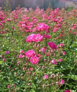 Brighter Blooms Roses Pretty Polly® Pink Rose 5 Brighter Blooms Roses Pretty Polly® Pink Rose