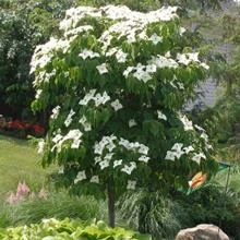 Brighter Blooms Little Poncho Kousa Dogwood Tree Dogwood Trees