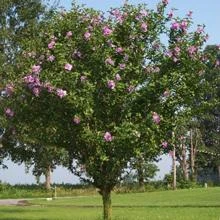 Brighter Blooms Pink Rose Of Sharon Althea Tree