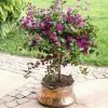 Brighter Blooms Purple Queen Bougainvillea Shrub