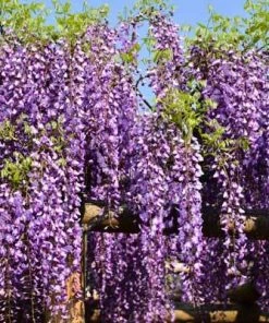 Brighter Blooms SHOP ALL Purple Wisteria Vine 8 Brighter Blooms SHOP ALL Purple Wisteria Vine