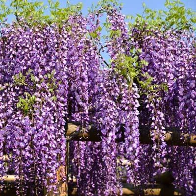 Brighter Blooms SHOP ALL Purple Wisteria Vine 3 Brighter Blooms SHOP ALL Purple Wisteria Vine