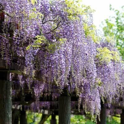 Brighter Blooms SHOP ALL Purple Wisteria Vine 4 Brighter Blooms SHOP ALL Purple Wisteria Vine