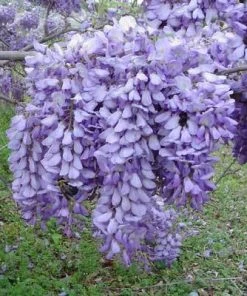 Brighter Blooms SHOP ALL Purple Wisteria Vine 10 Brighter Blooms SHOP ALL Purple Wisteria Vine