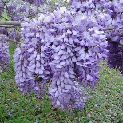 Brighter Blooms SHOP ALL Purple Wisteria Vine 5 Brighter Blooms SHOP ALL Purple Wisteria Vine