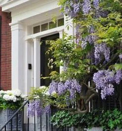 Brighter Blooms SHOP ALL Purple Wisteria Vine