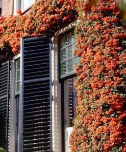 Brighter Blooms Pyracantha Mohave Shrub Evergreen & Privacy 5 Brighter Blooms Pyracantha Mohave Shrub Evergreen & Privacy