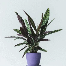 Brighter Blooms SHOP ALL Rattlesnake Plant