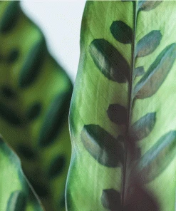 Brighter Blooms SHOP ALL Rattlesnake Plant 6 Brighter Blooms SHOP ALL Rattlesnake Plant