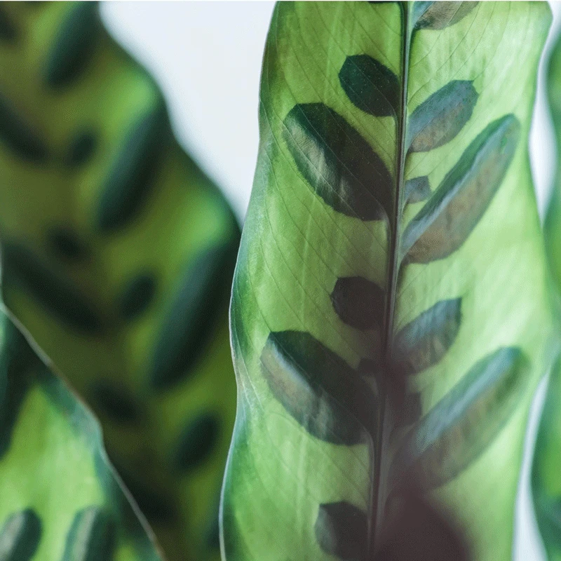 Brighter Blooms SHOP ALL Rattlesnake Plant 3 Brighter Blooms SHOP ALL Rattlesnake Plant