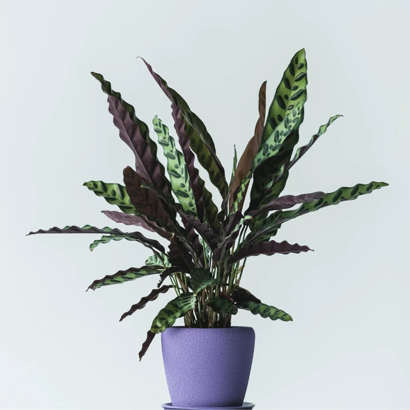 Brighter Blooms SHOP ALL Rattlesnake Plant 2 Brighter Blooms SHOP ALL Rattlesnake Plant